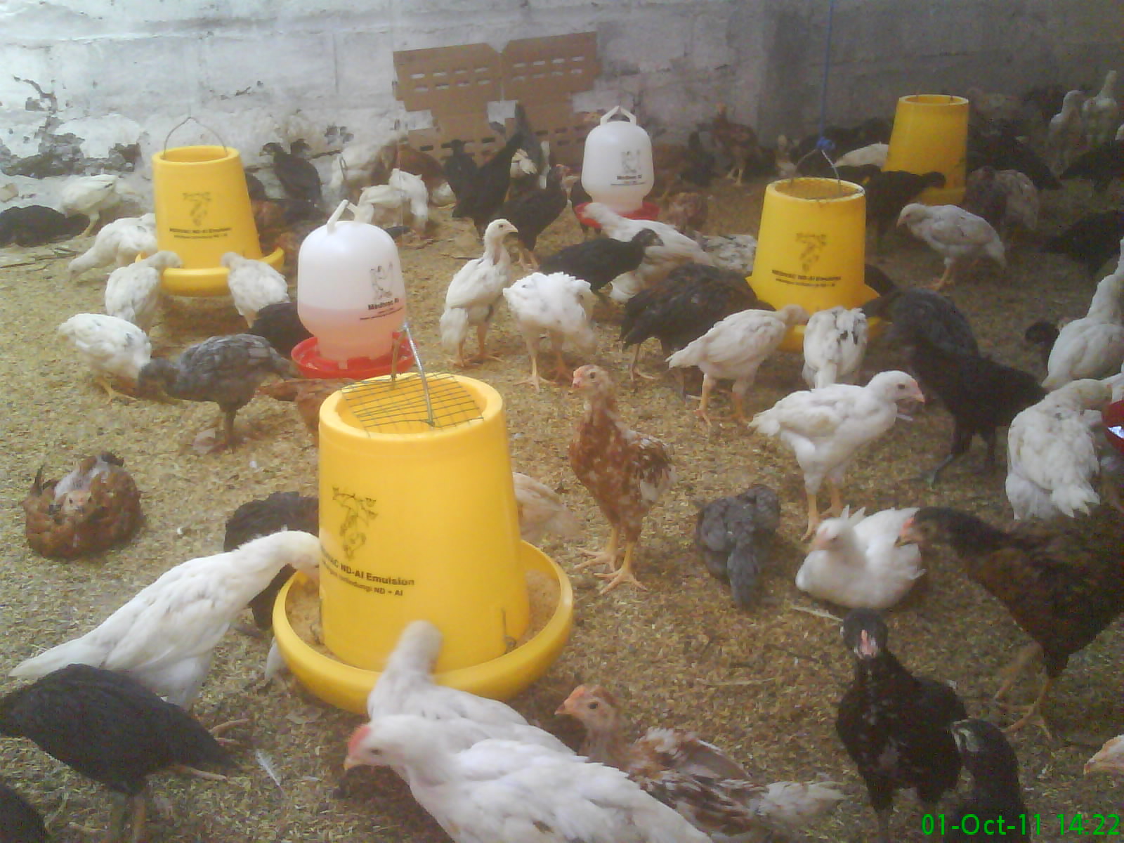 Analisa Sederhana Terhadap Usaha Budidaya Ternak Ayam Jawa Kampung